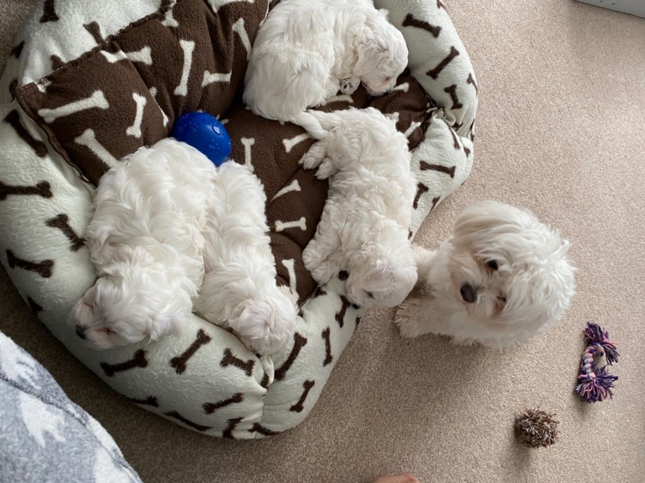 Adorable outstanding Maltese puppies